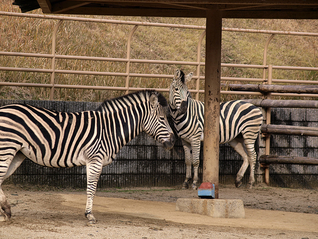 チャップマンシマウマ いきもの図鑑 Zoo Can Dream Project