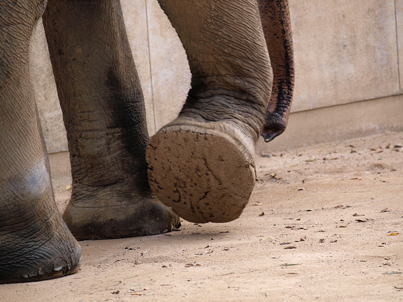 インドゾウ｜いきもの図鑑｜ZOO CAN DREAM PROJECT