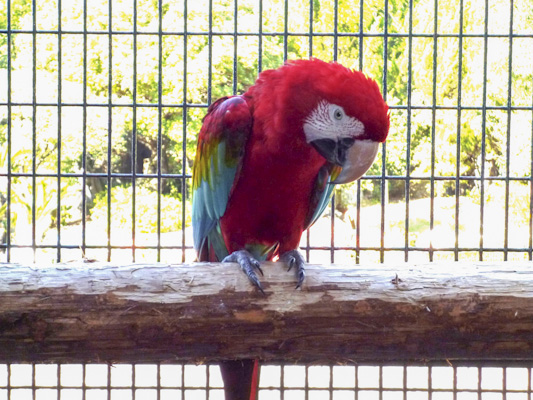 ベニコンゴウインコ｜いきもの図鑑｜ZOO CAN DREAM PROJECT
