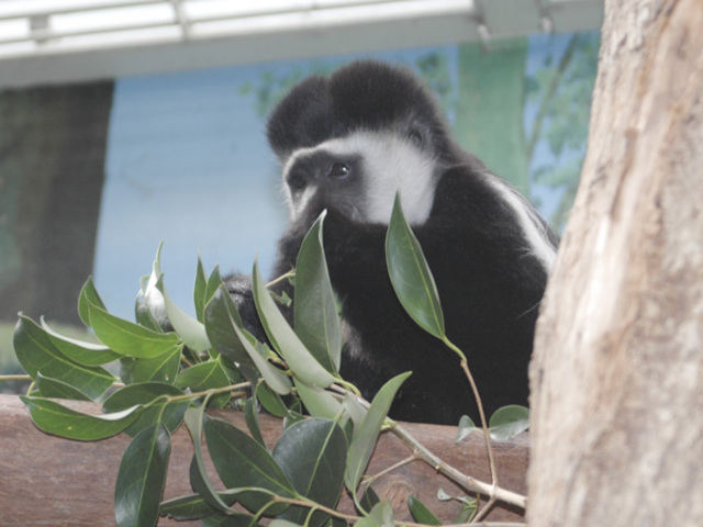 アビシニアコロブス|いきもの図鑑|ZOO CAN DREAM PROJECT