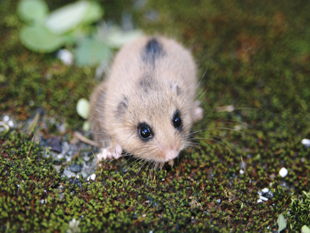 ヤマネ - Japanese dormouse - JapaneseClass.jp