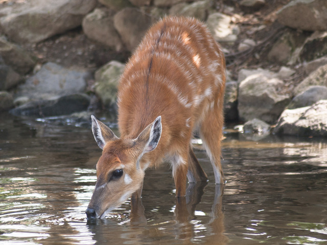 シタツンガ ウシ