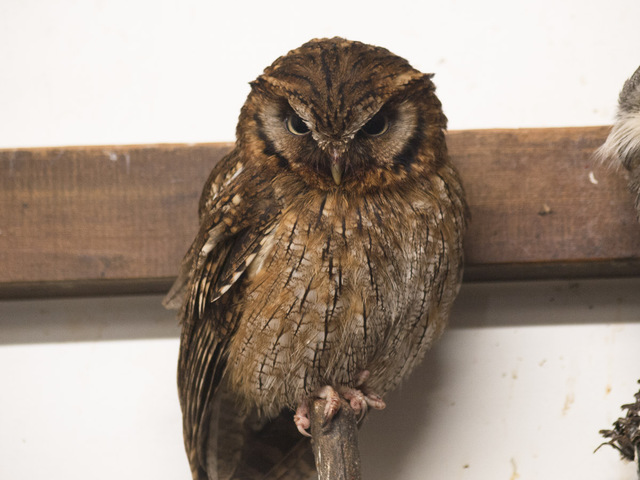 スピックスコノハズク｜いきもの図鑑｜ZOO CAN DREAM PROJECT