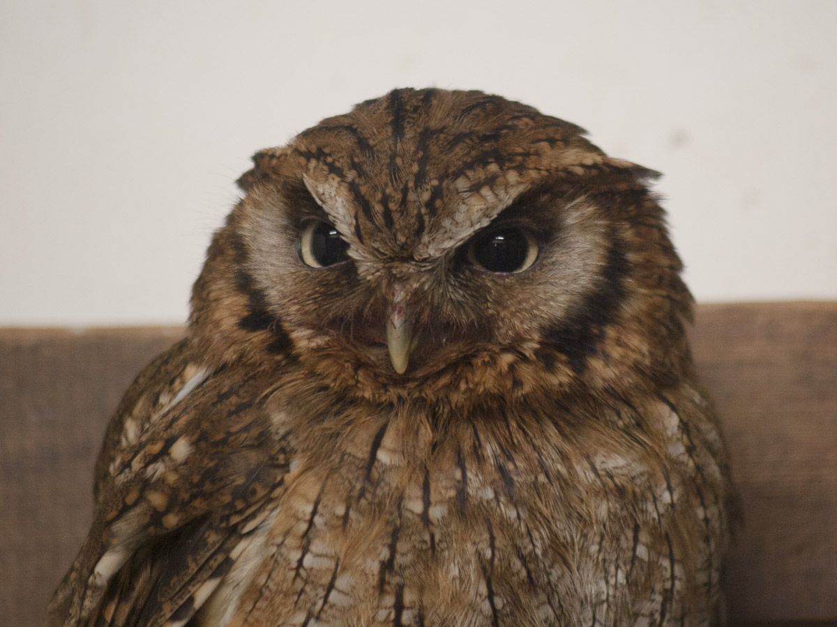 コノハズクページ コノハズク｜京都府レッドデータブック2015