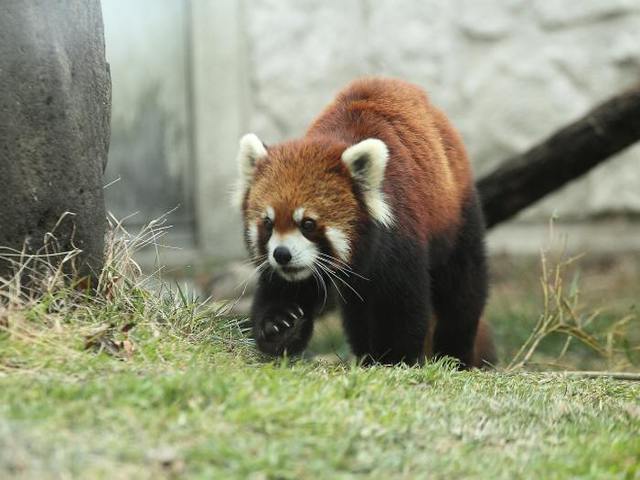 シセンレッサーパンダ いきもの図鑑 Zoo Can Dream Project