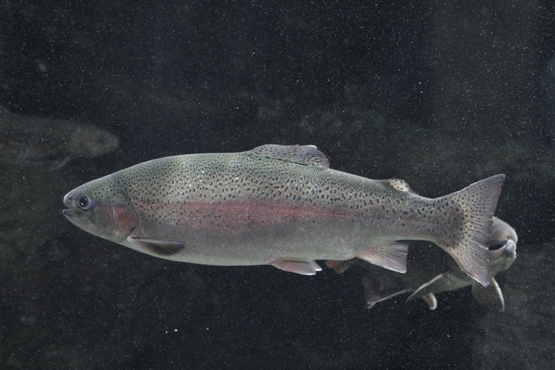 ニジマス｜いきもの図鑑｜ZOO CAN DREAM PROJECT