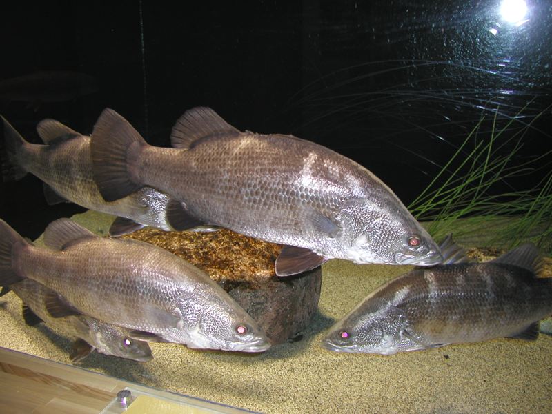 怪魚ハンターとアカメ: 剥製屋の業務日誌